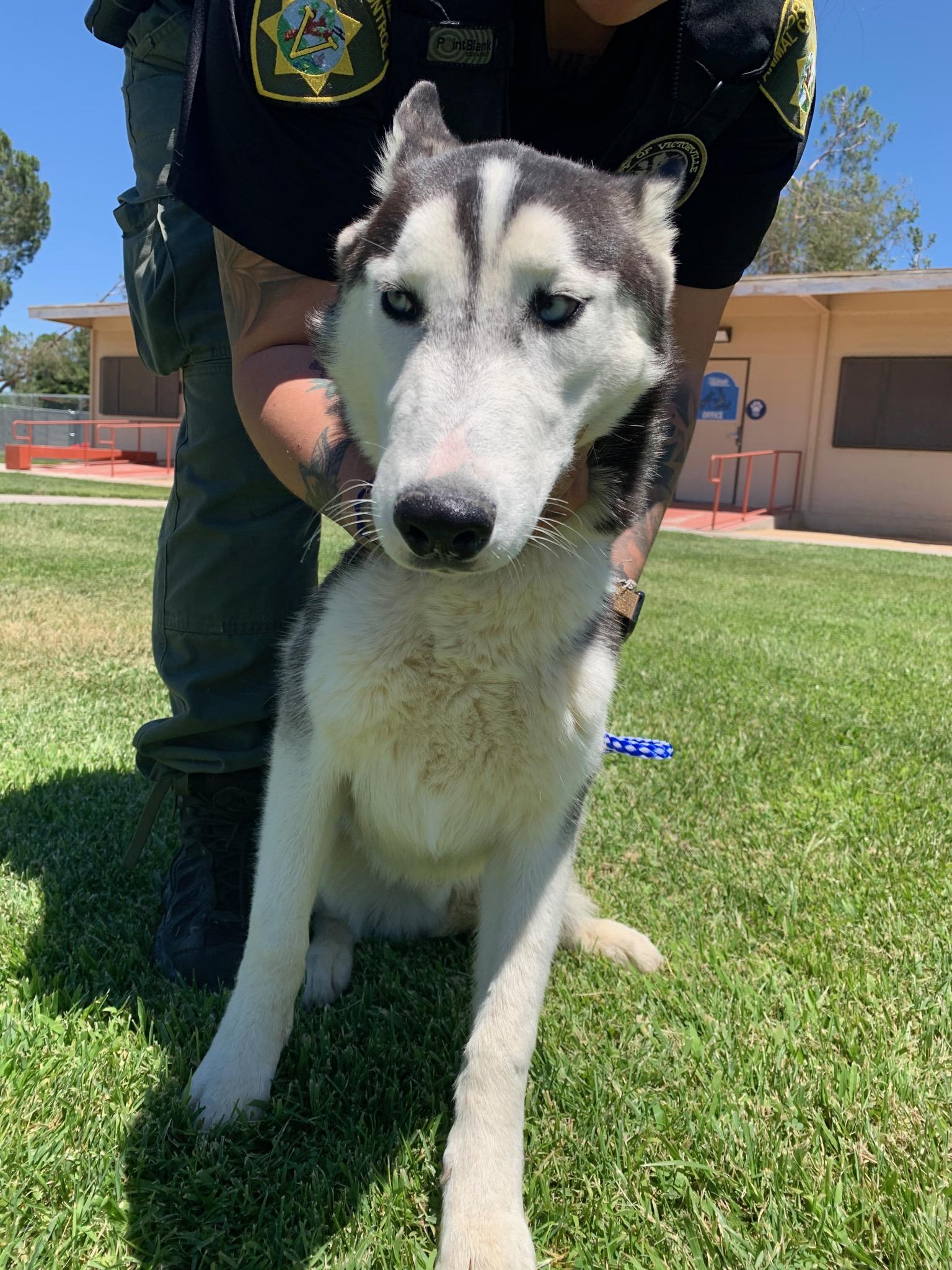 Dog for adoption Gizmo 5345 (405), a Husky Mix in Victorville, CA