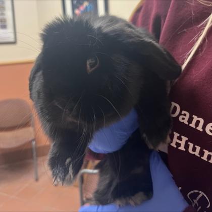 Enlarge Willow, a Adoptable Mini Lop in Madison, WI image 1/2