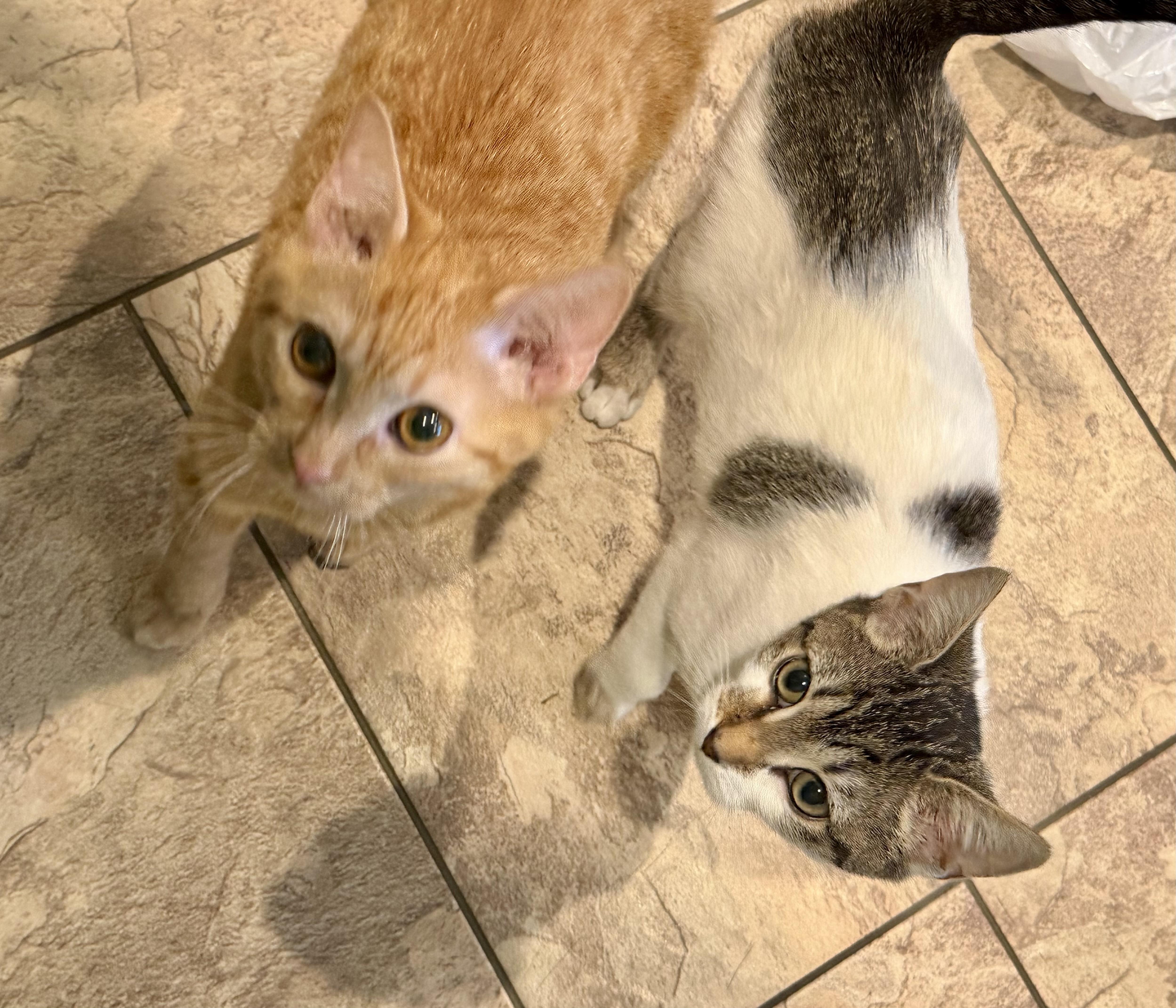 Carmen — thumbnail 2