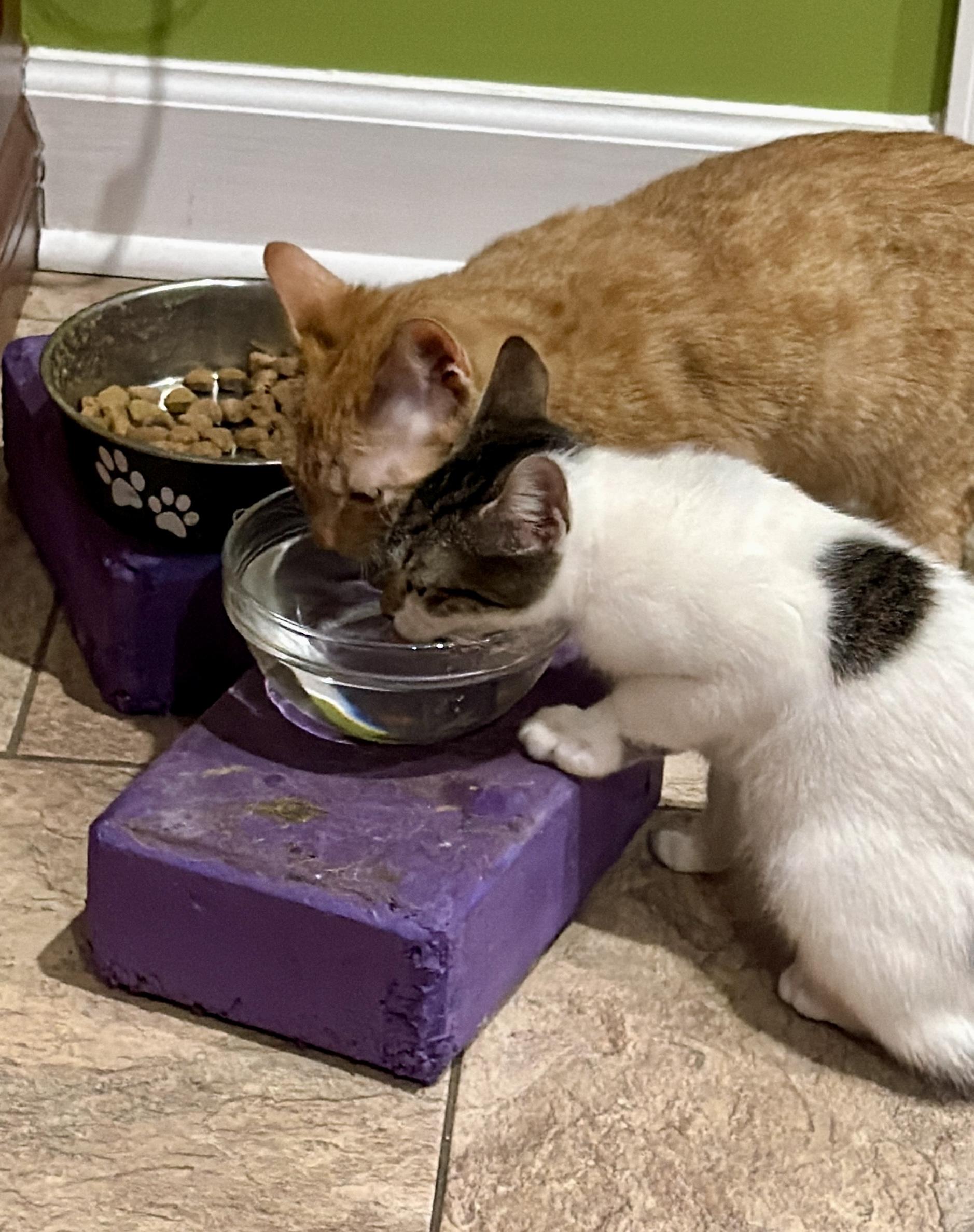 Enlarge Carmen, a ADOPTABLE Tabby in Bethel, CT image 6/6