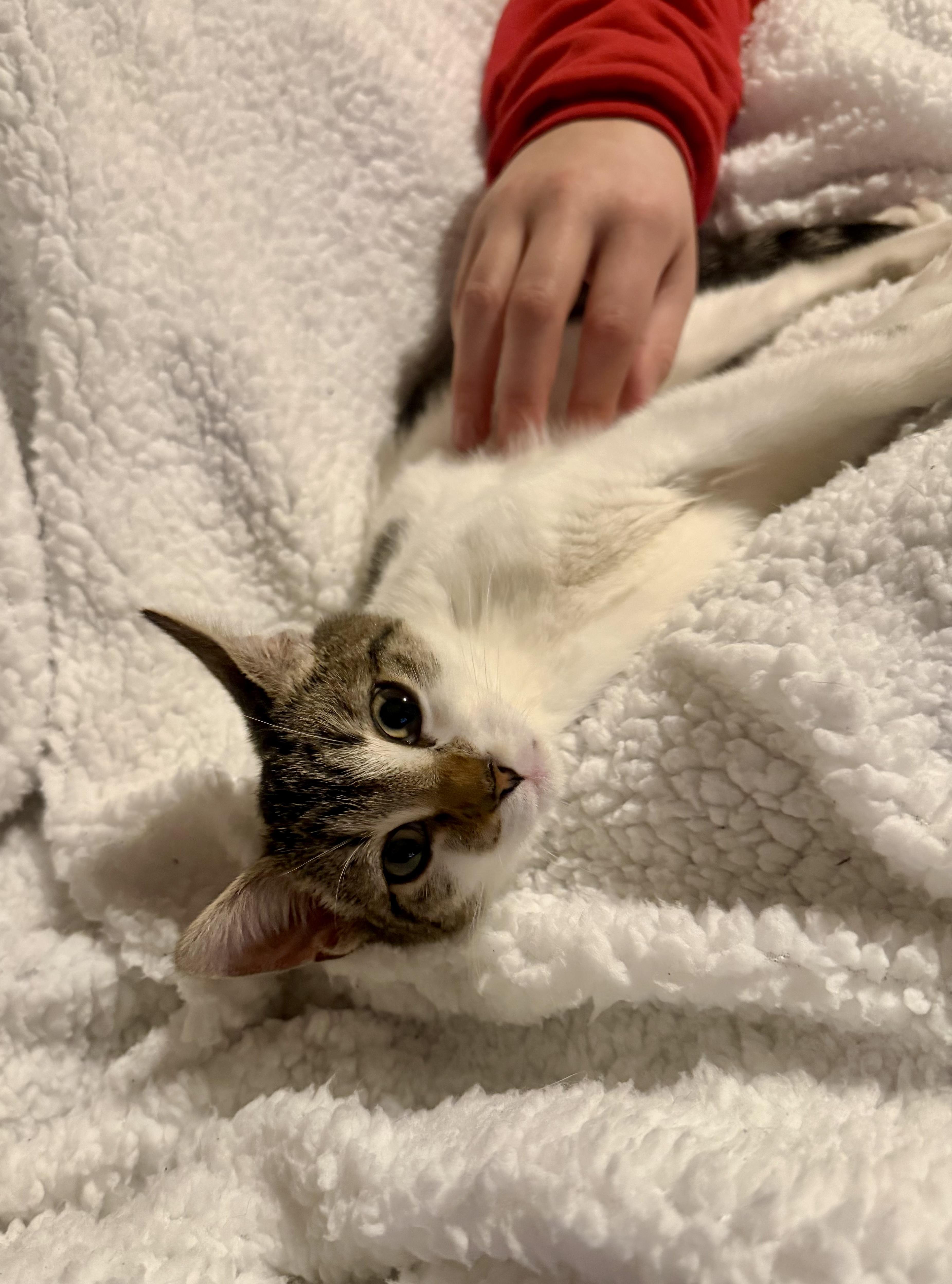 Carmen — thumbnail 3