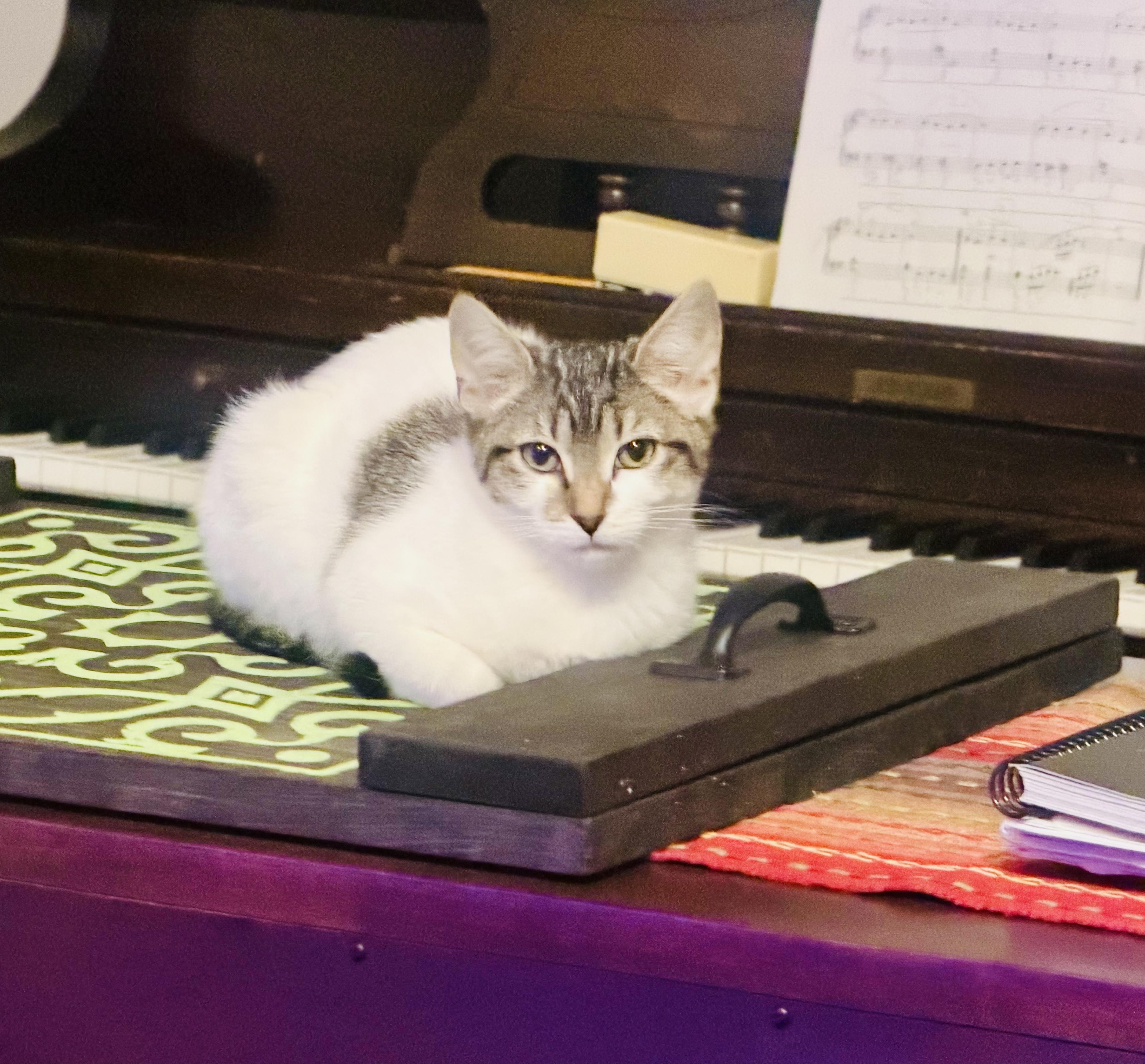 Enlarge Carmen, a ADOPTABLE Tabby in Bethel, CT image 5/6