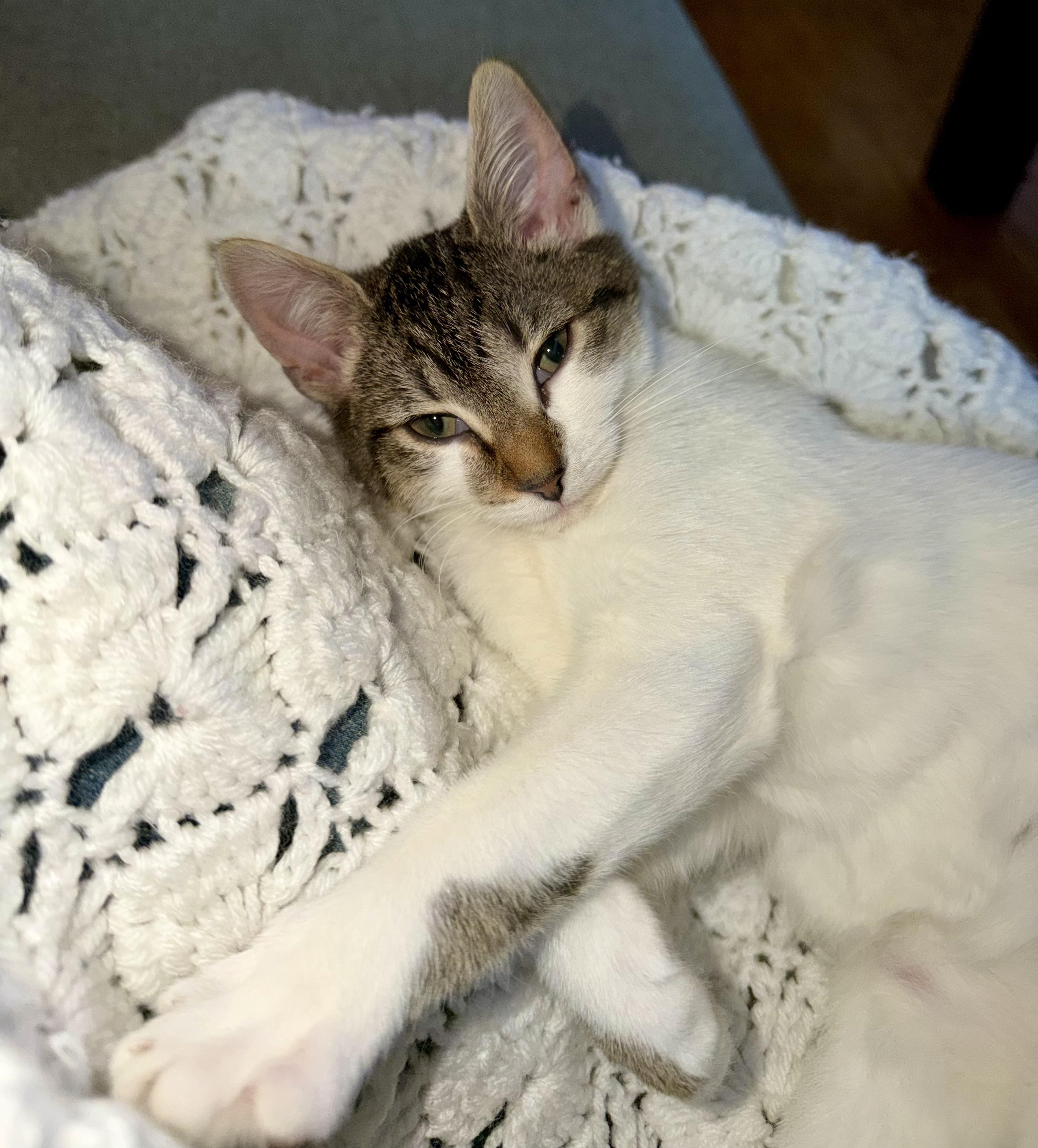 Enlarge Carmen, an adopted Tabby in Bethel, CT image 4/6