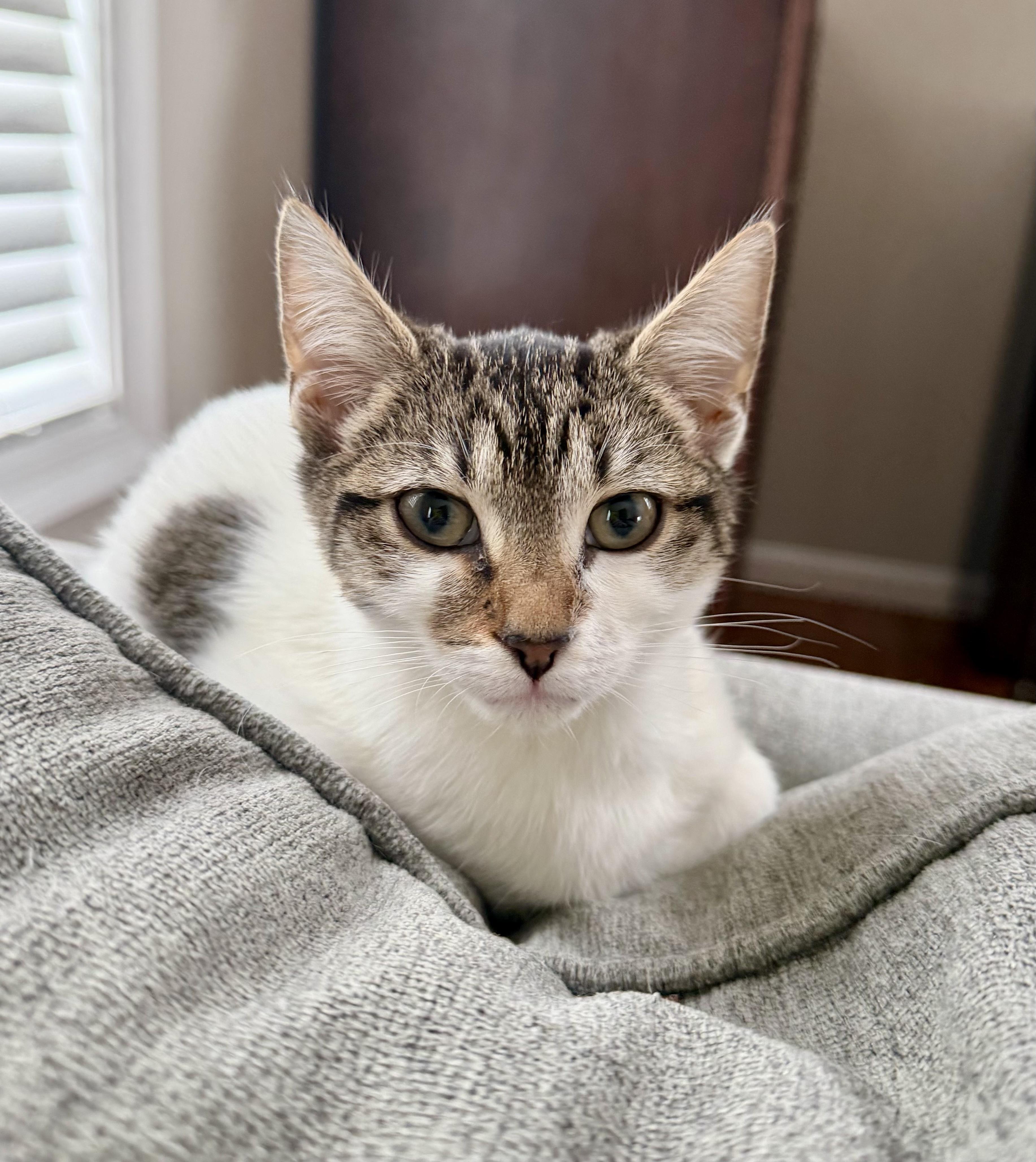 Enlarge Carmen, a ADOPTABLE Tabby in Bethel, CT image 3/6