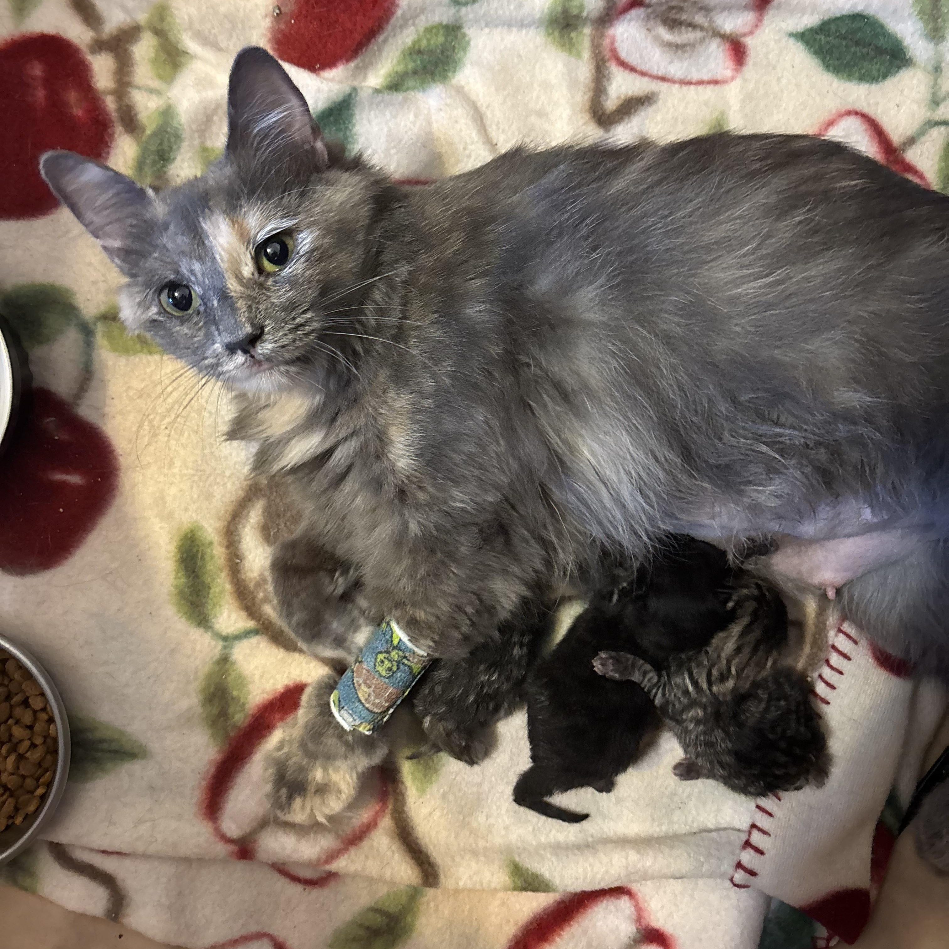 Kalani-Beautiful Dilute Calico-Available after Thanksgiving