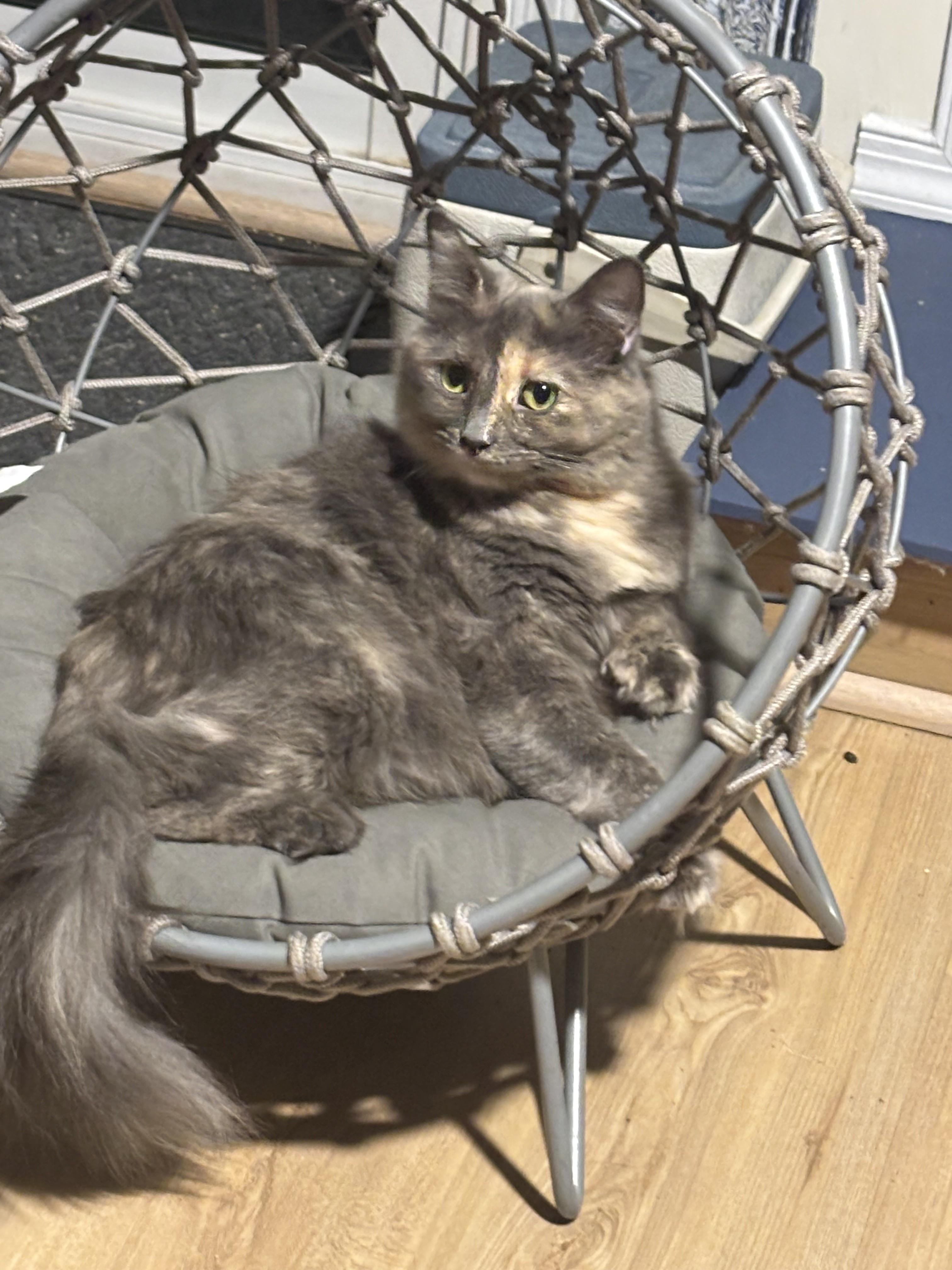 Enlarge Kalani-Beautiful Dilute Calico-Available For Christmas!, a Adoptable Domestic Short Hair in Laurel, MD image 1/6