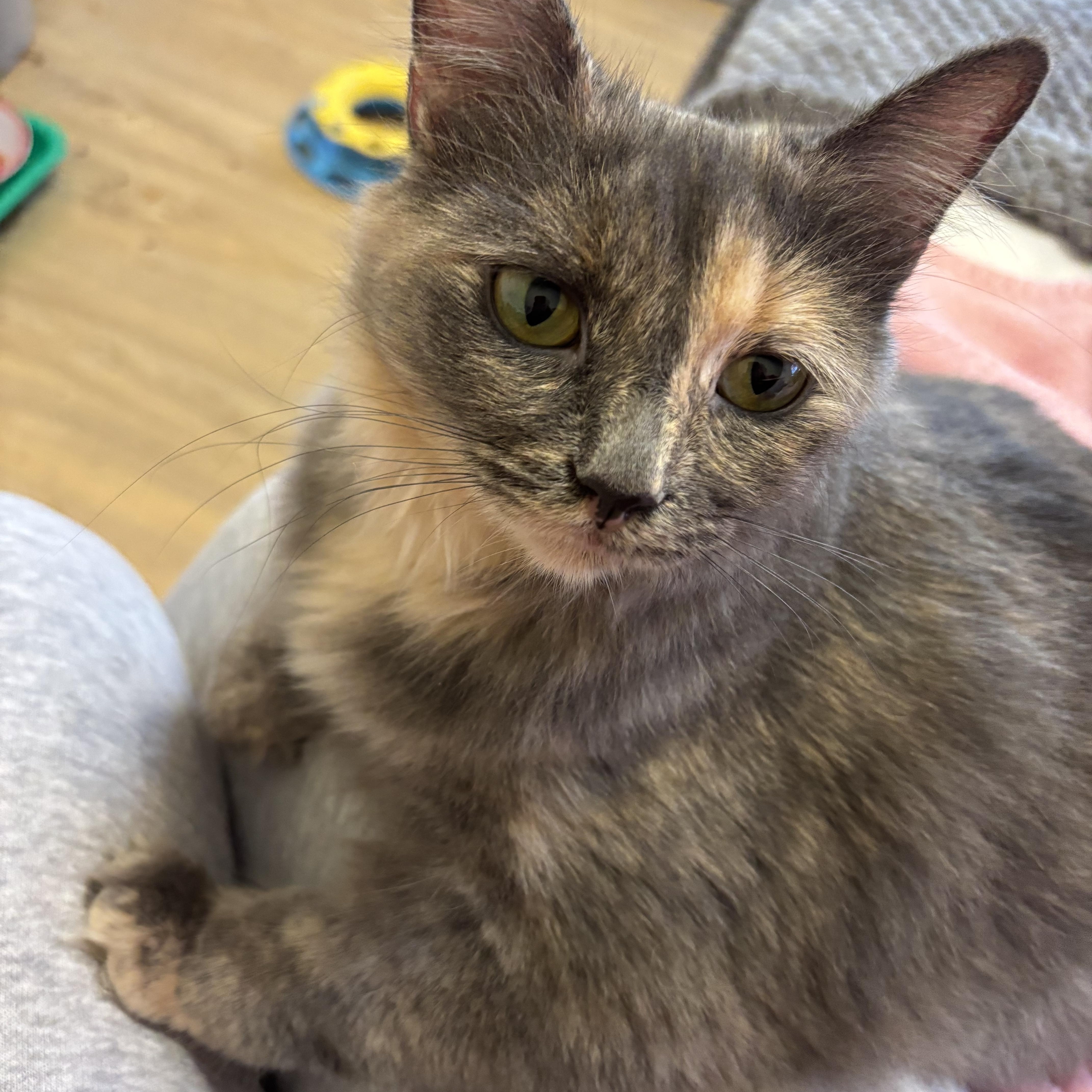 Enlarge Kalani-Beautiful Dilute Calico-Available after Thanksgiving, a Adoptable Domestic Short Hair in Laurel, MD image 2/5
