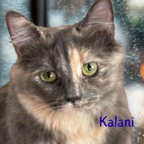 Kalani-Beautiful Dilute Calico-Available after Thanksgiving, Adoptable, Adult Female Domestic Short Hair.