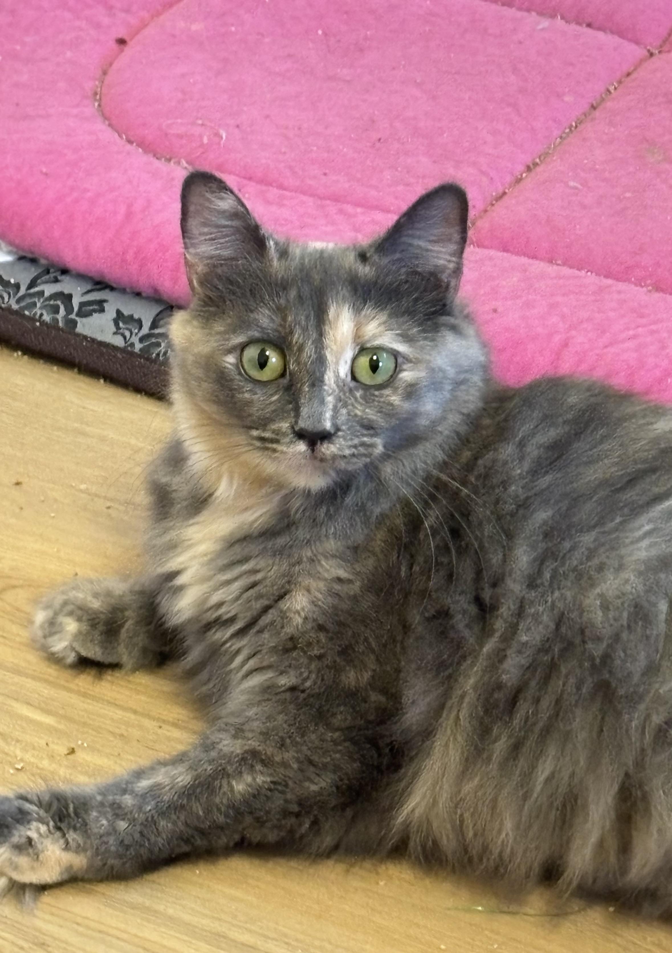 Kalani-Beautiful Dilute Calico-Available after Thanksgiving