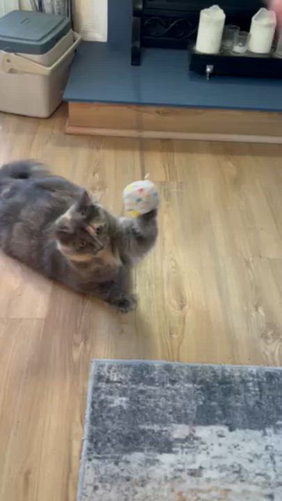 Enlarge Kalani-Beautiful Dilute Calico-Available after Thanksgiving, a Adoptable Domestic Short Hair in Laurel, MD video 4/5