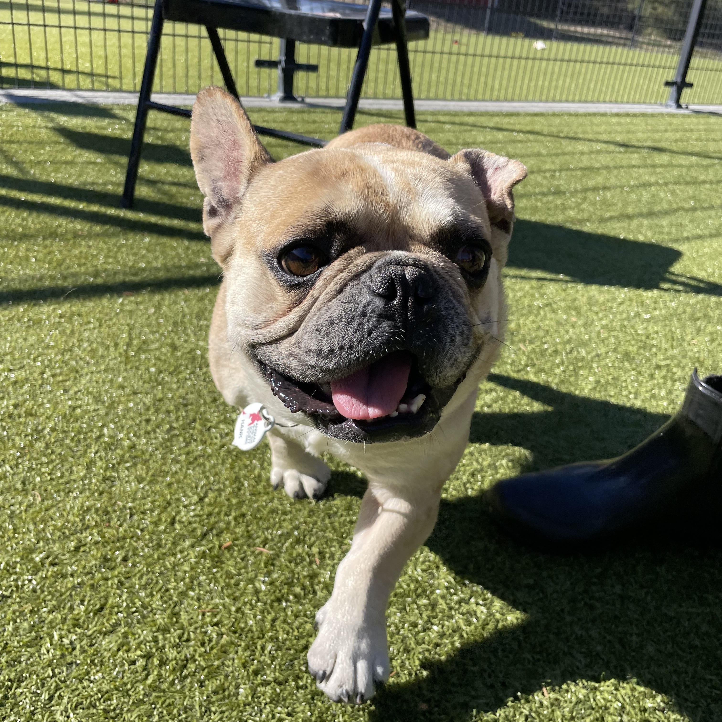 Enlarge Hank, a Adopted French Bulldog in Friday Harbor, WA image 1/4