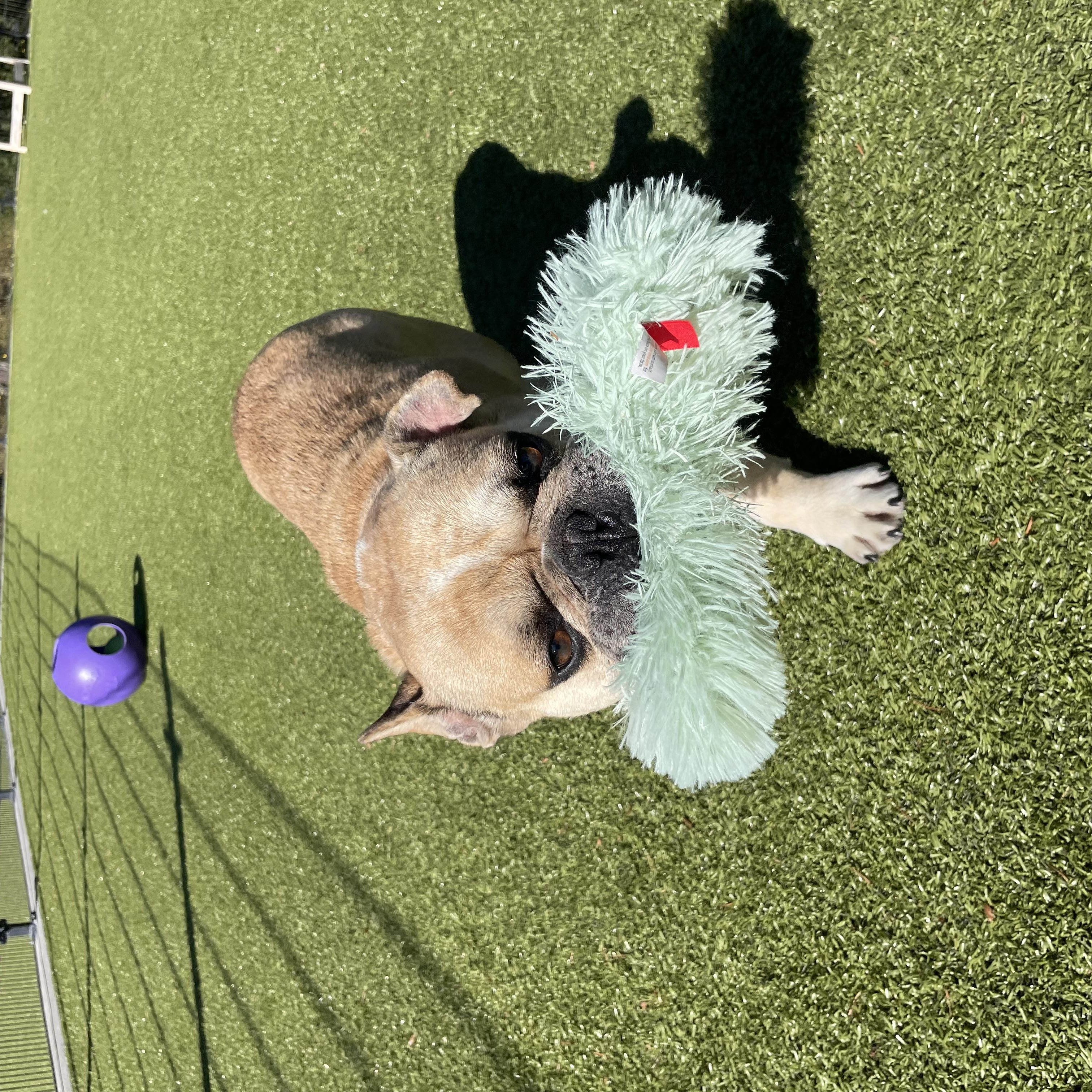 Enlarge Hank, a Adopted French Bulldog in Friday Harbor, WA image 3/4