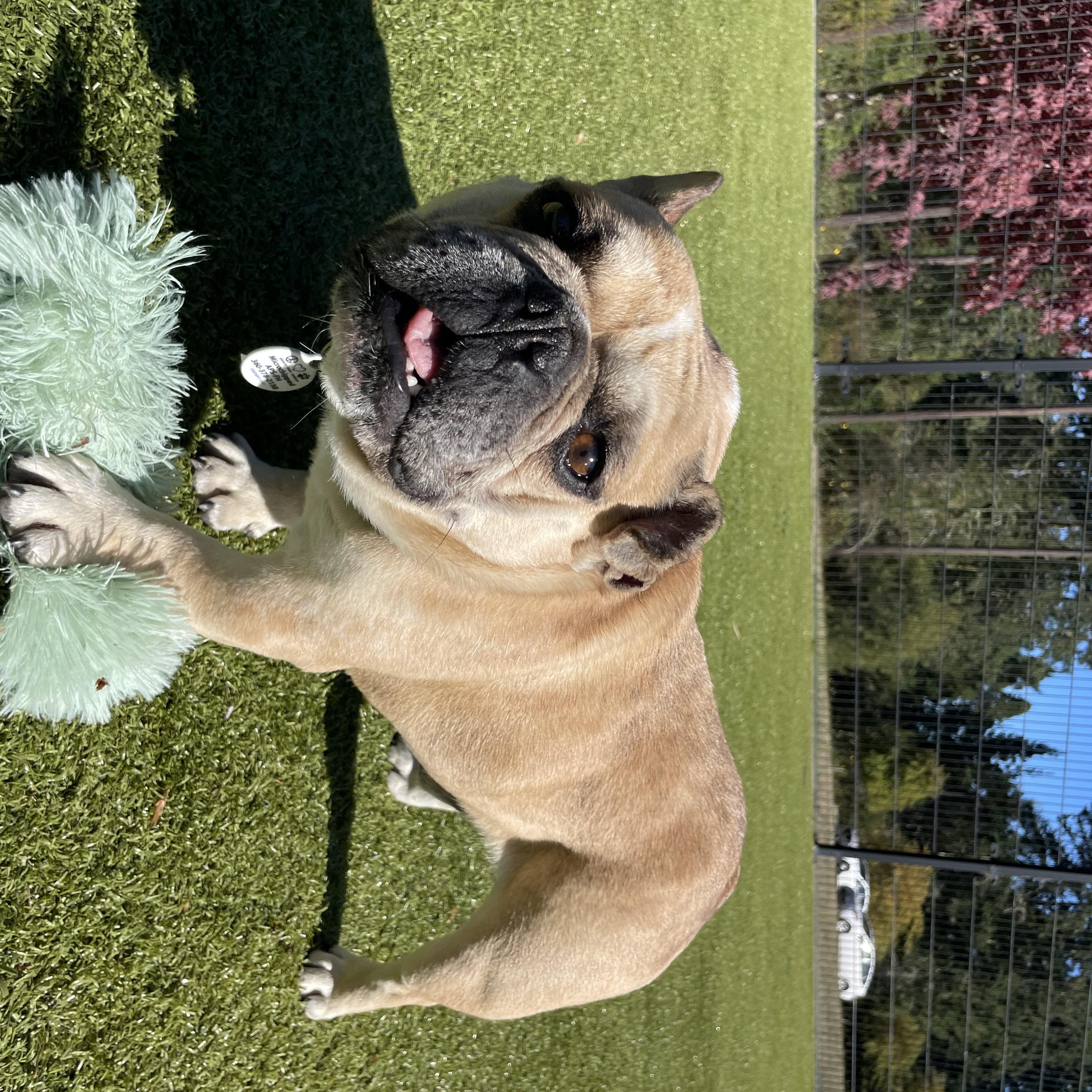 Enlarge Hank, a Adopted French Bulldog in Friday Harbor, WA image 2/4