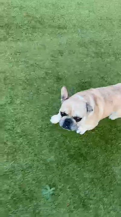 Enlarge Hank, a Adopted French Bulldog in Friday Harbor, WA video 4/4