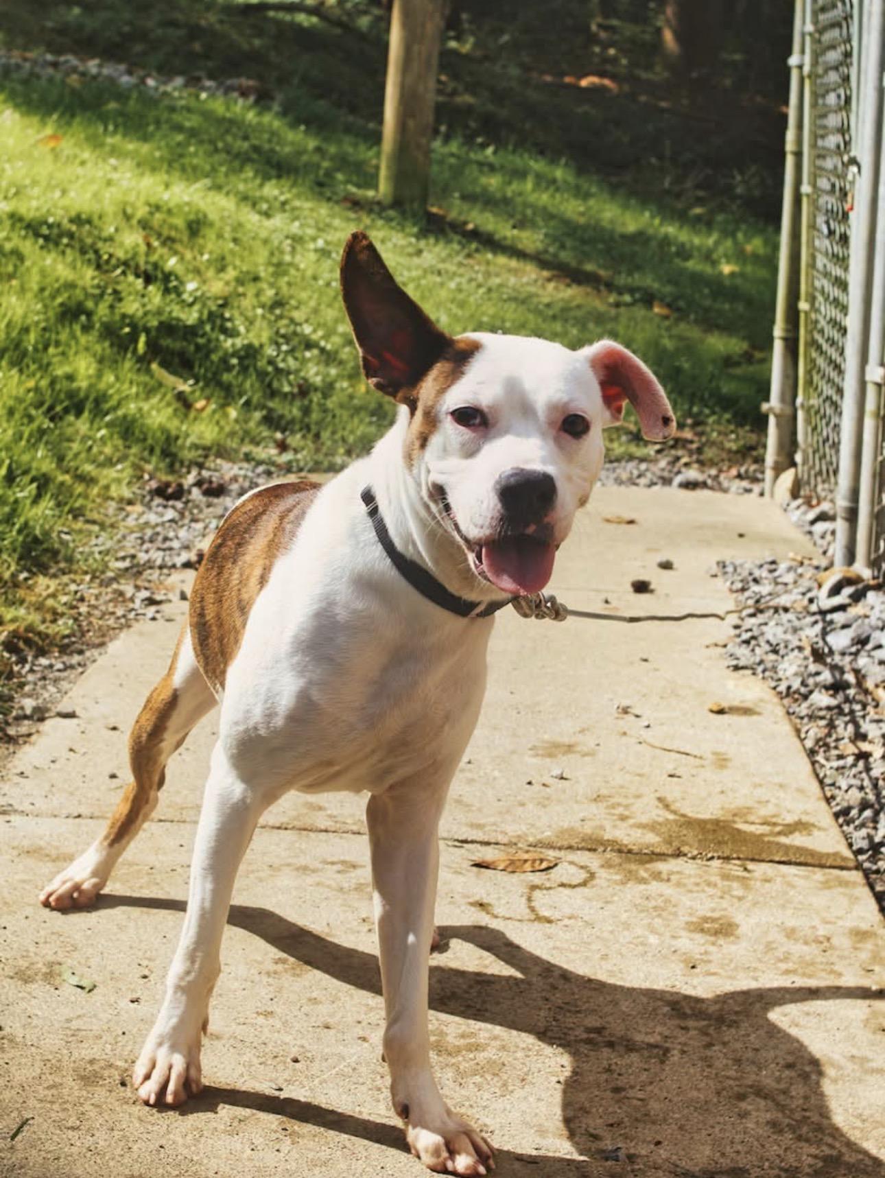 Enlarge Ezekiel / Zeke, a Adoptable mixed breed in Grafton, WV image 2/4