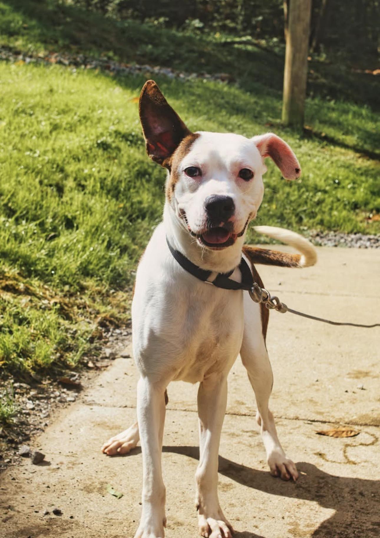 Enlarge Ezekiel / Zeke, a Adoptable mixed breed in Grafton, WV image 4/4