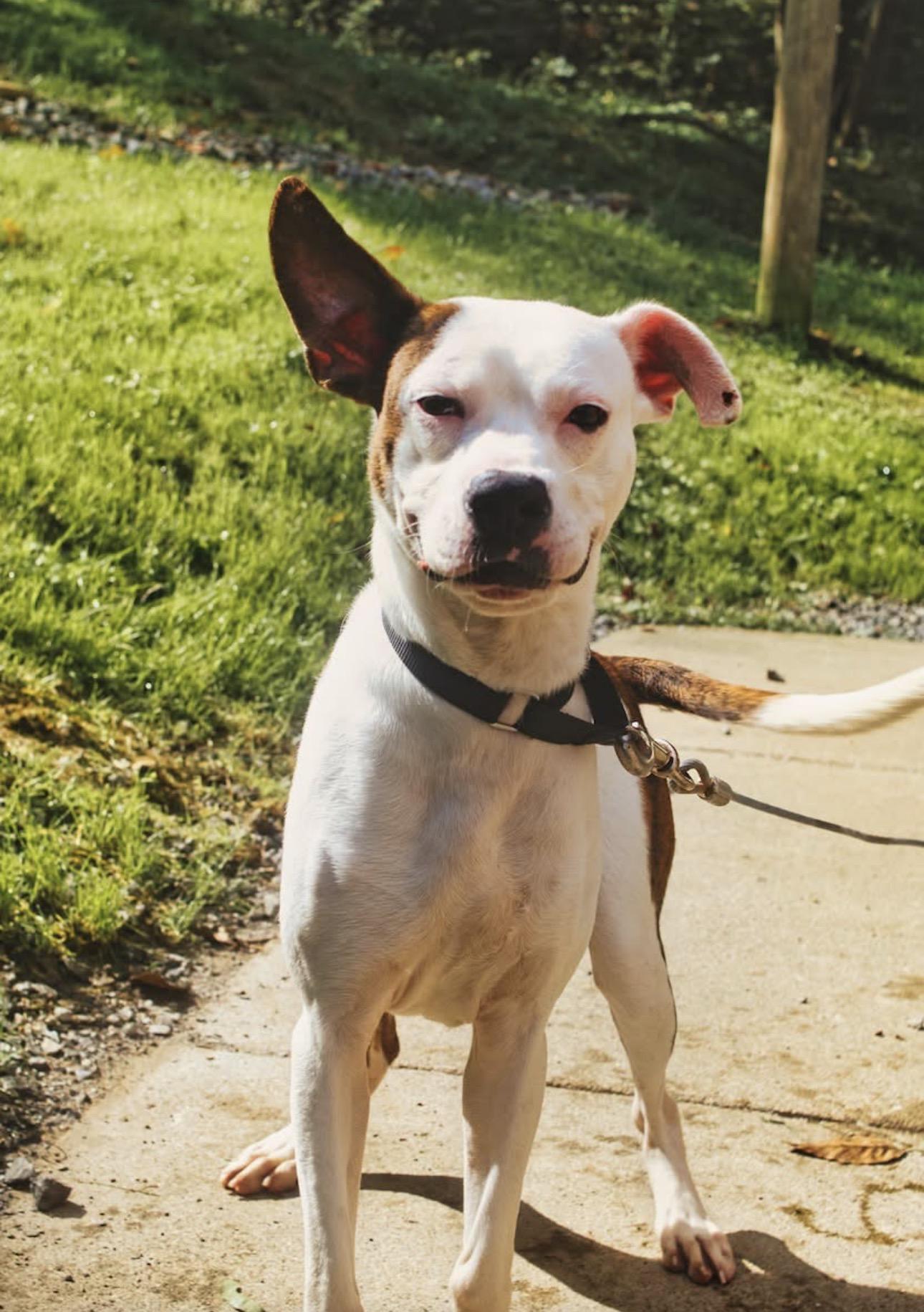 Enlarge Ezekiel / Zeke, a Adoptable mixed breed in Grafton, WV image 1/4