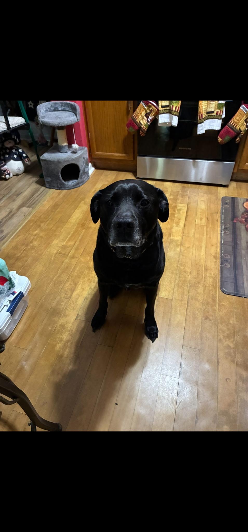 Enlarge Russ, a Adoptable Black Labrador Retriever in Egg Harbor City, NJ image 1/1