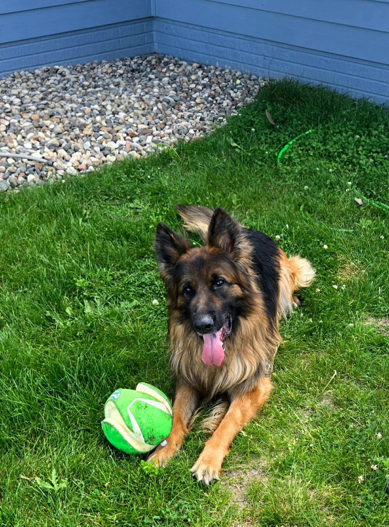 Enlarge Bayani, an adoption pending German Shepherd Dog in Sioux Falls, SD image 4/5
