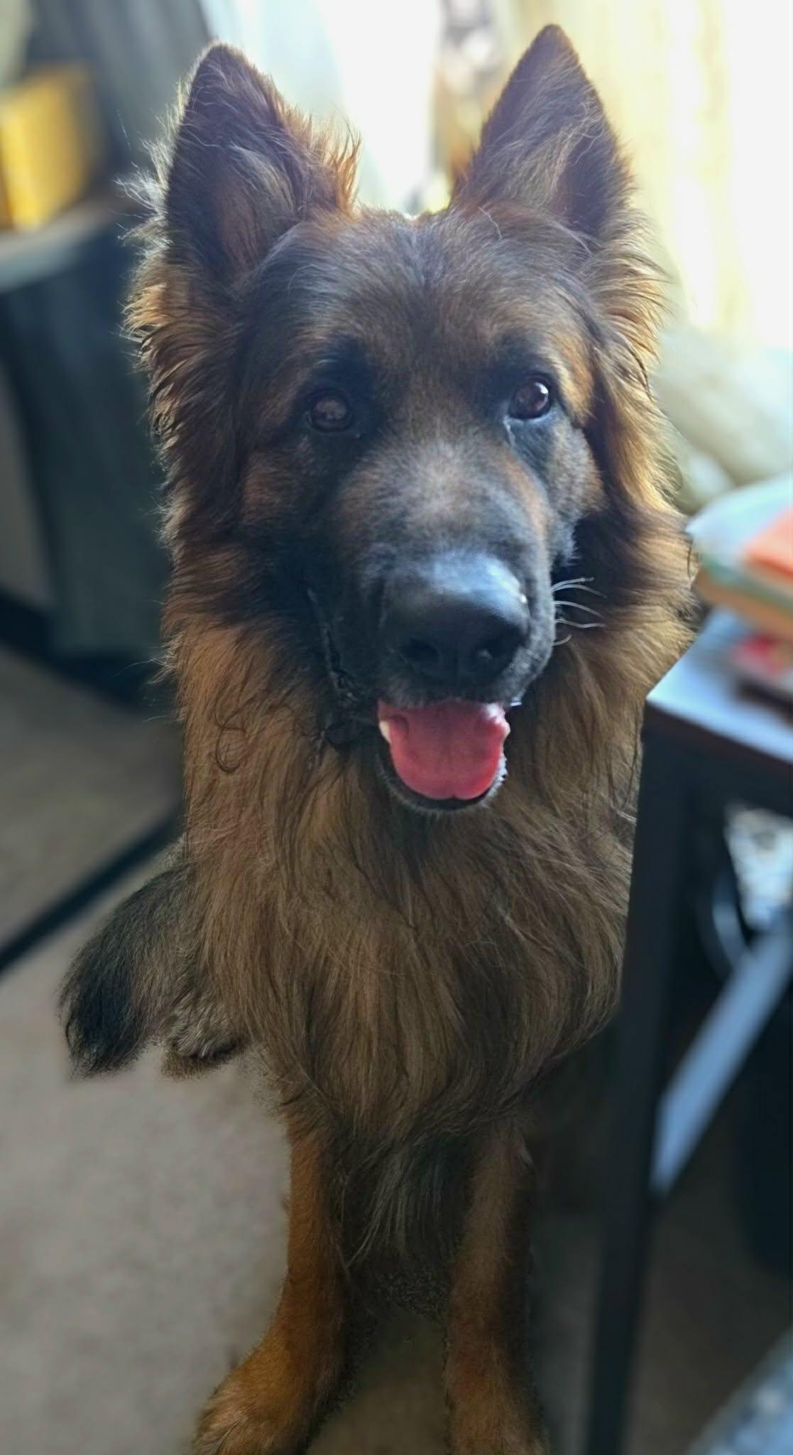 Enlarge Bayani, an adoption pending German Shepherd Dog in Sioux Falls, SD image 1/5