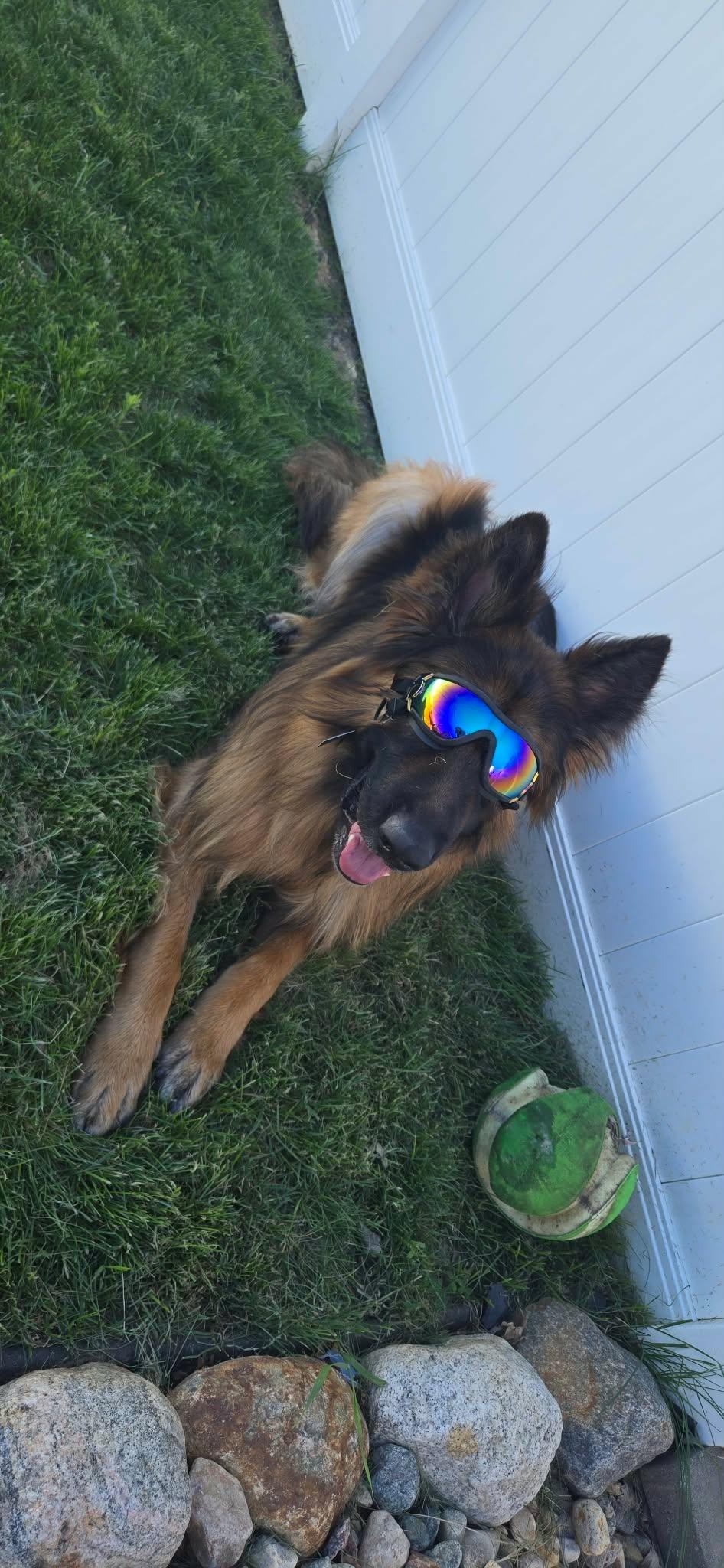 Enlarge Bayani, an adoption pending German Shepherd Dog in Sioux Falls, SD image 2/5