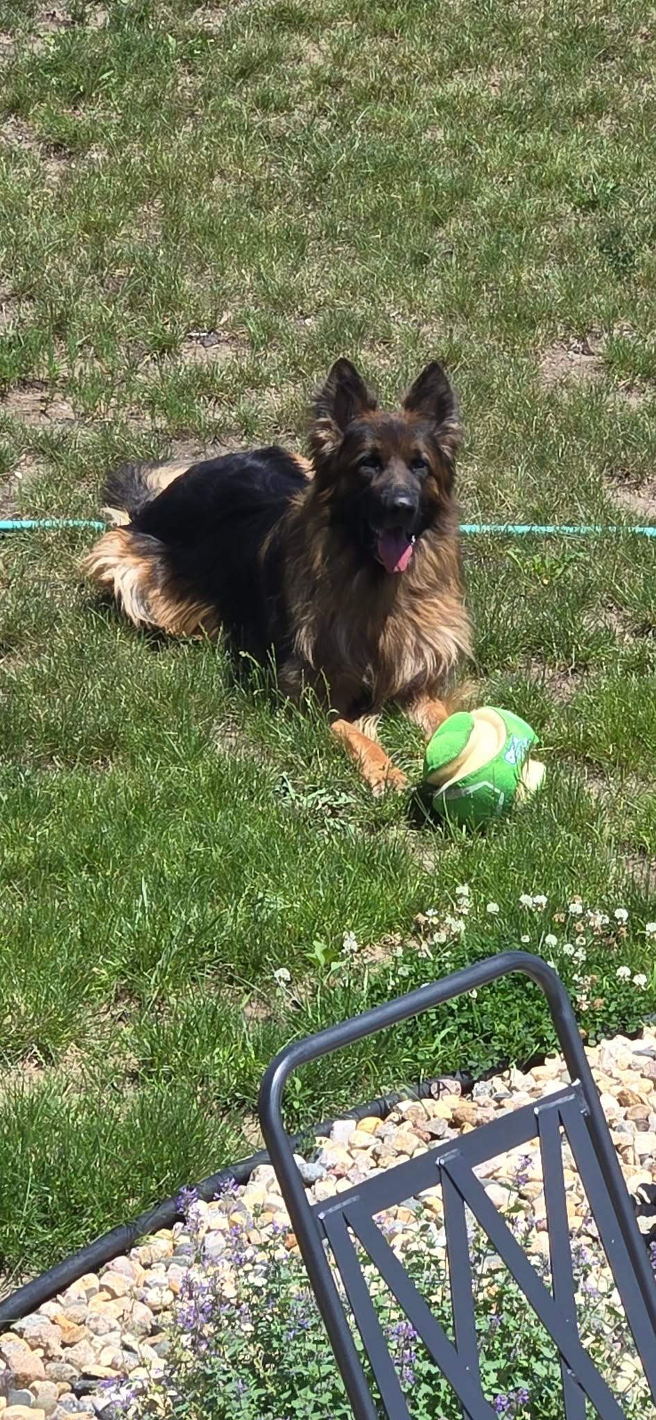 Enlarge Bayani, an adoption pending German Shepherd Dog in Sioux Falls, SD image 3/5