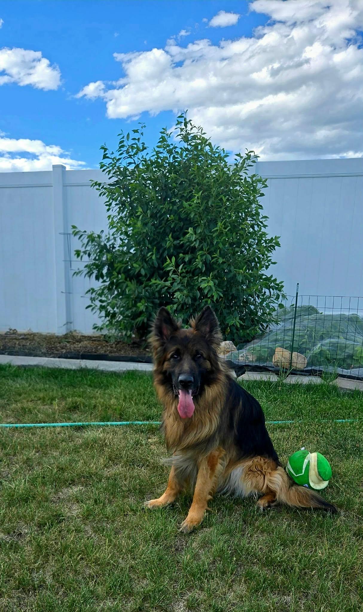 Enlarge Bayani, an adoption pending German Shepherd Dog in Sioux Falls, SD image 5/5