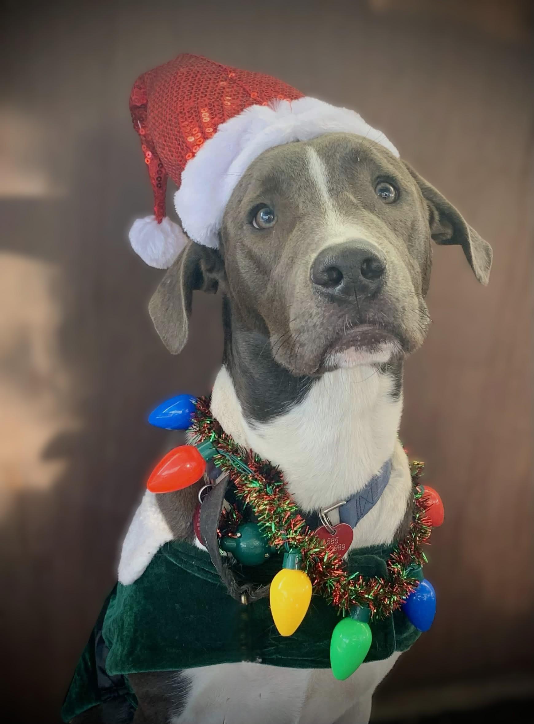 Diesel, a ADOPTABLE mixed breed in Austin, TX image 5/5