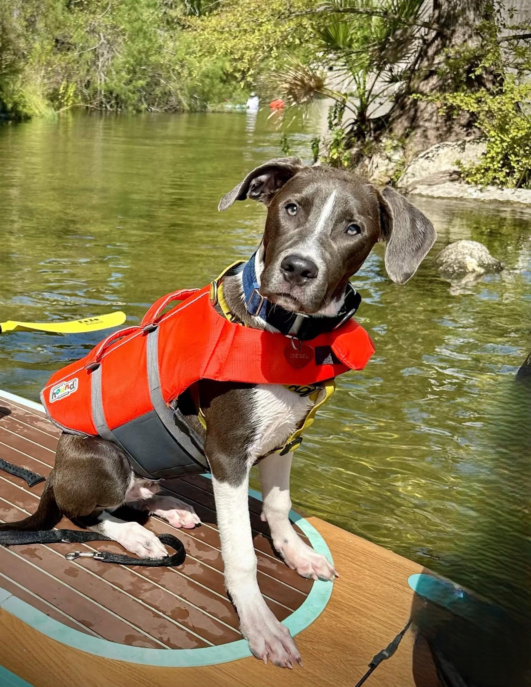 Diesel, a ADOPTABLE mixed breed in Austin, TX image 3/5