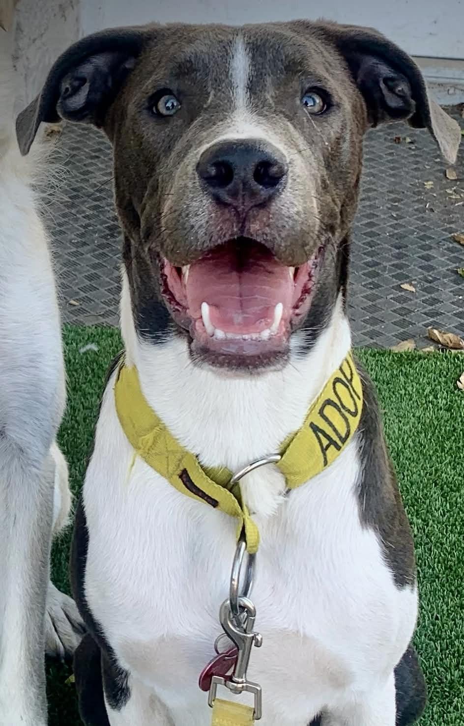 Diesel, a ADOPTABLE mixed breed in Austin, TX image 2/5
