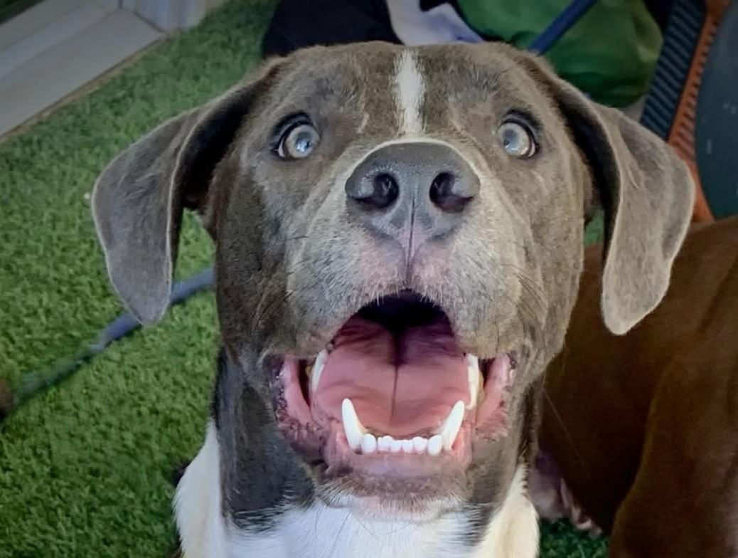 Diesel, a ADOPTABLE mixed breed in Austin, TX image 1/5