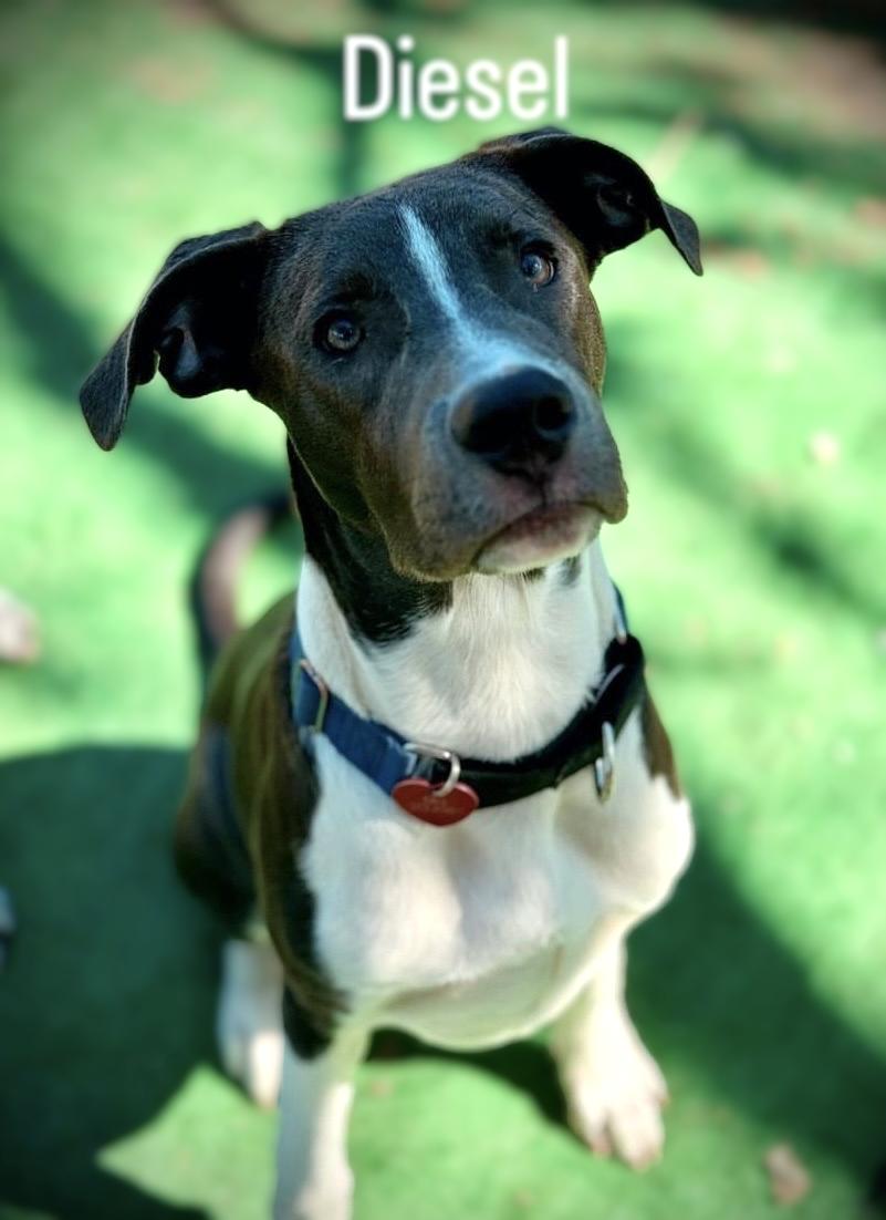 Diesel, a ADOPTABLE mixed breed in Austin, TX image 4/5