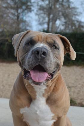 Enlarge Debo, a Adoptable mixed breed in New Orleans, LA image 2/3