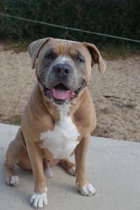 Enlarge Debo, a Adoptable mixed breed in New Orleans, LA image 3/3