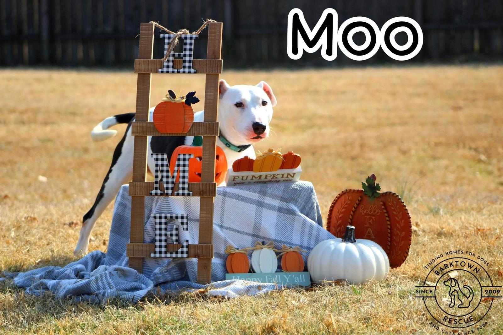 Moo, Adoptable, Senior Female Bull Terrier.