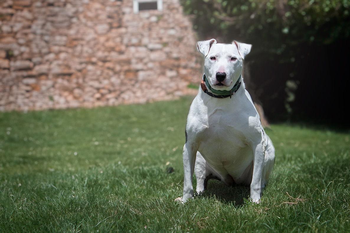 Moo, Adoptable, Senior Female Bull Terrier.