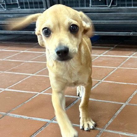 Marco, a Adoptable Chihuahua in Lake Hopatcong, NJ image 1/3
