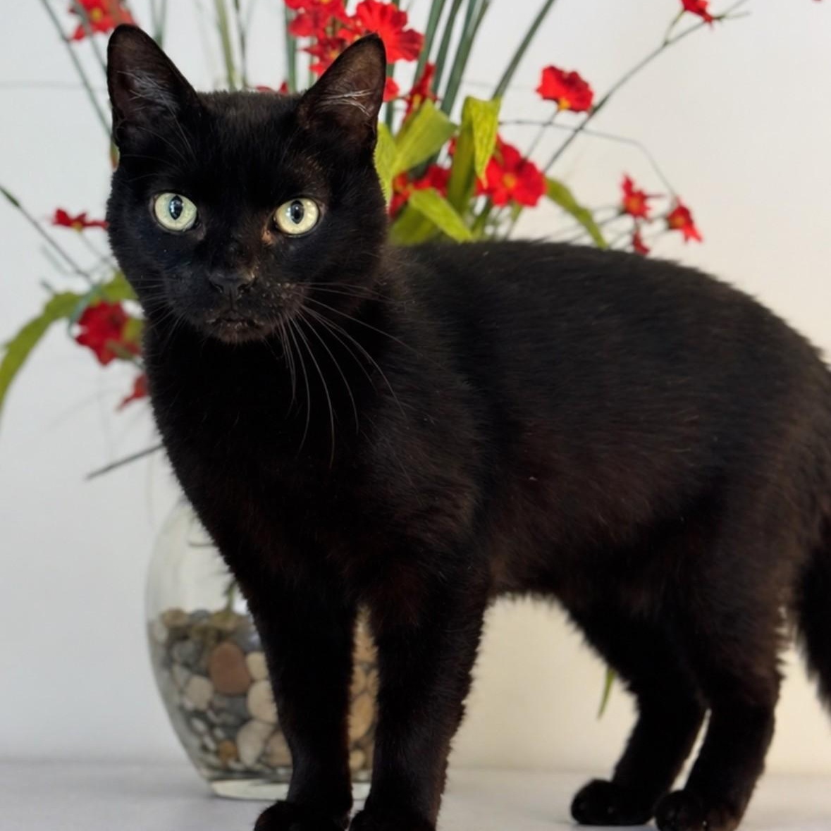 Enlarge Pepper , a ADOPTABLE Domestic Short Hair in Syosset, NY image 1/1