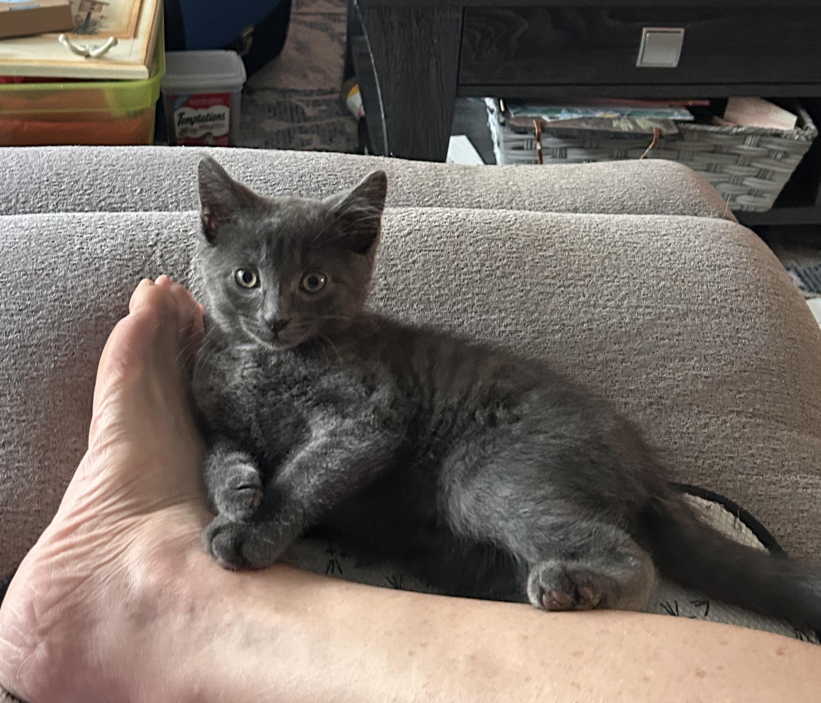 HONEYBEAR & TABITHA, ADOPTABLE, Kitten Male Domestic Short Hair.