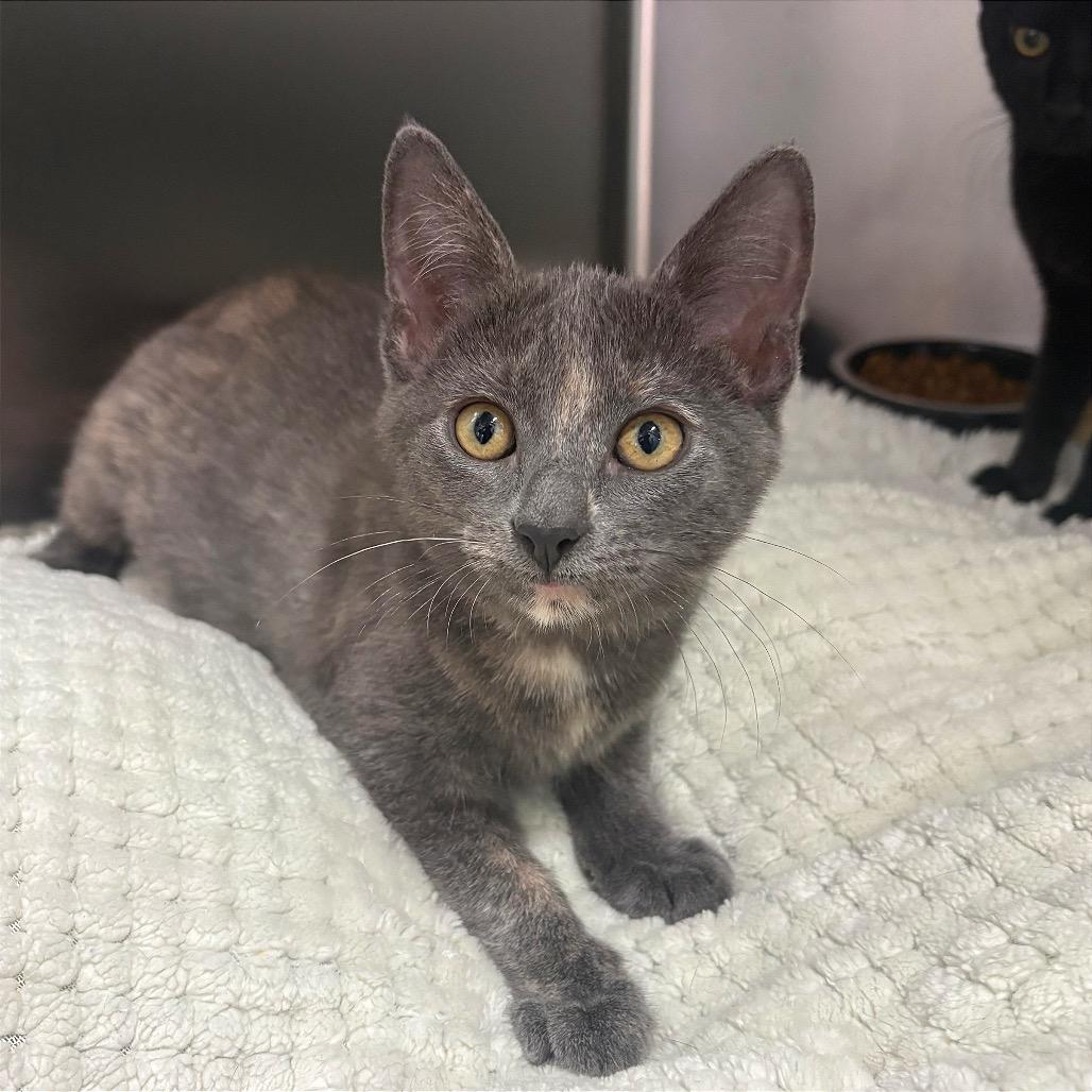 Angie, Adoptable, Kitten Female Domestic Short Hair.