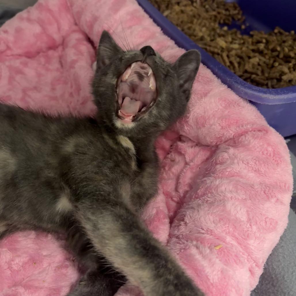 Enlarge Angie, a Adoptable Domestic Short Hair in Fort Lauderdale, FL image 2/5