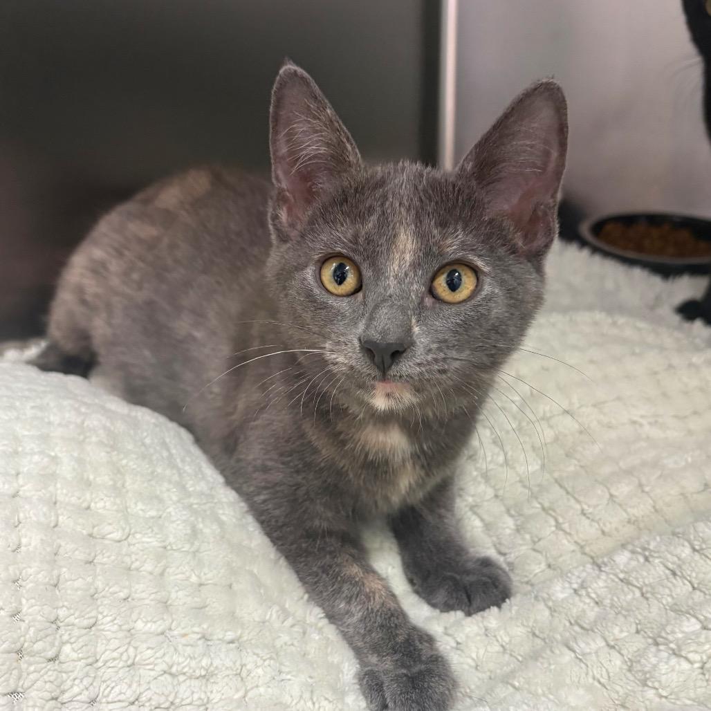 Enlarge Angie, a Adoptable Domestic Short Hair in Fort Lauderdale, FL image 3/5