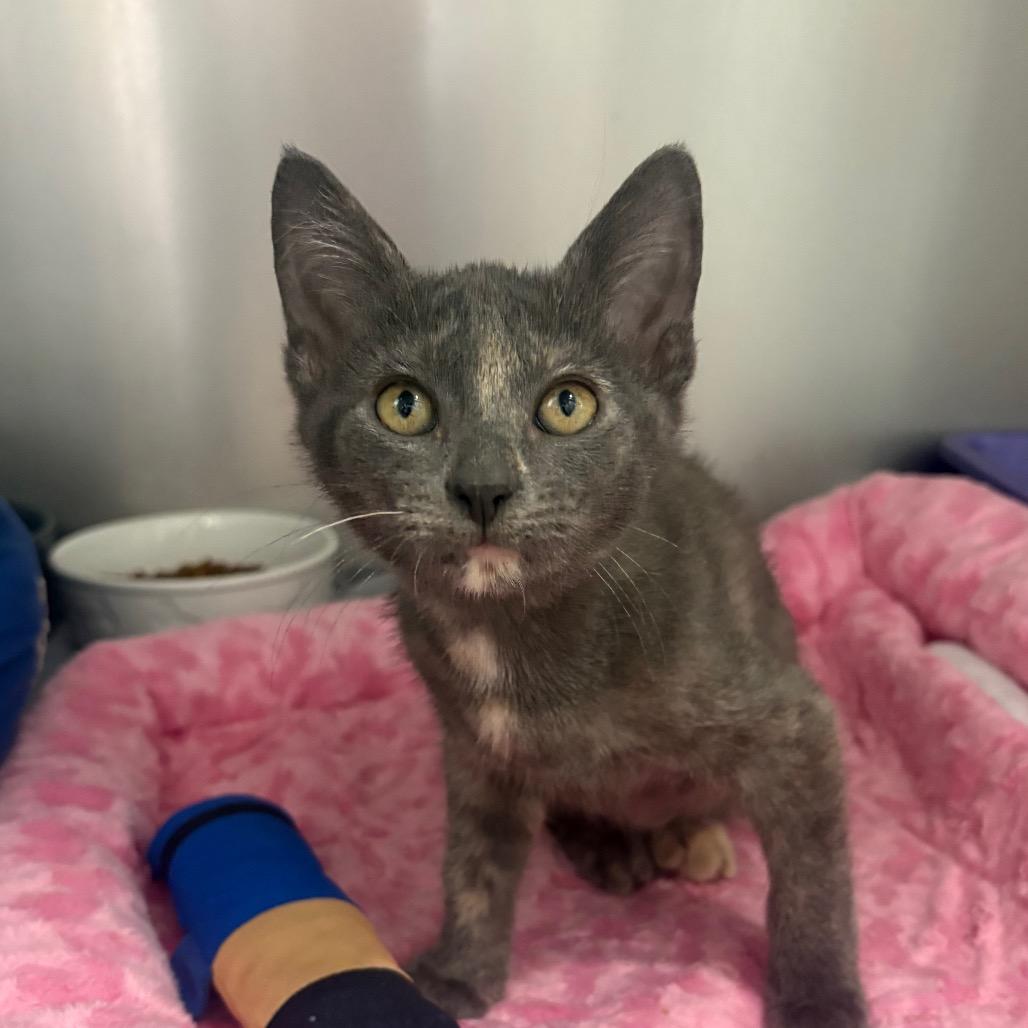 Enlarge Angie, a Adoptable Domestic Short Hair in Fort Lauderdale, FL image 4/5