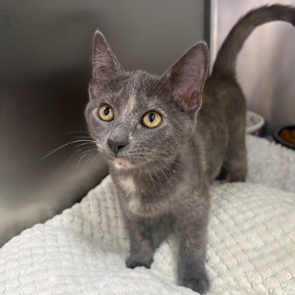 Enlarge Angie, a Adoptable Domestic Short Hair in Fort Lauderdale, FL image 5/5