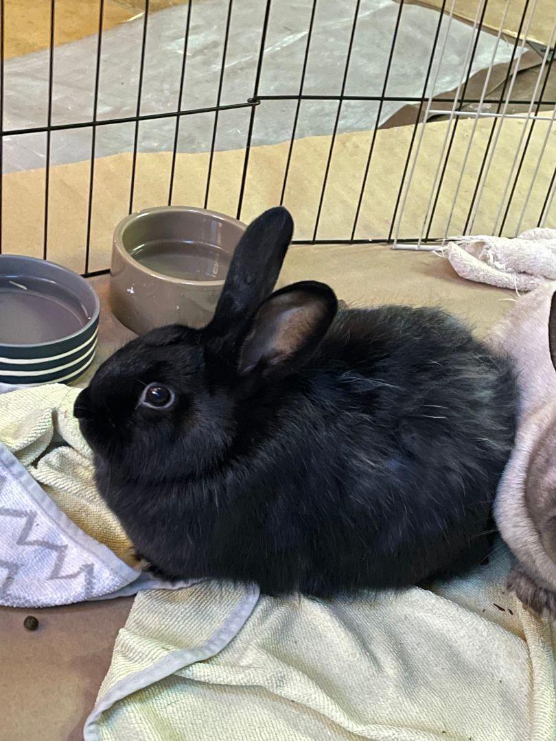 Enlarge Choco (bonded with Indy), a Adoptable American in Vacaville, CA image 3/3