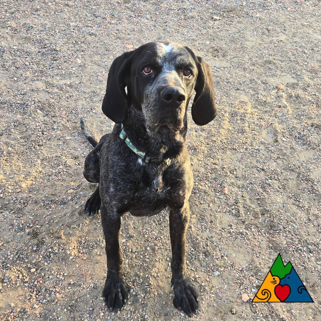 Big Lebowski, a ADOPTABLE Bluetick Coonhound in Douglas, WY image 3/3