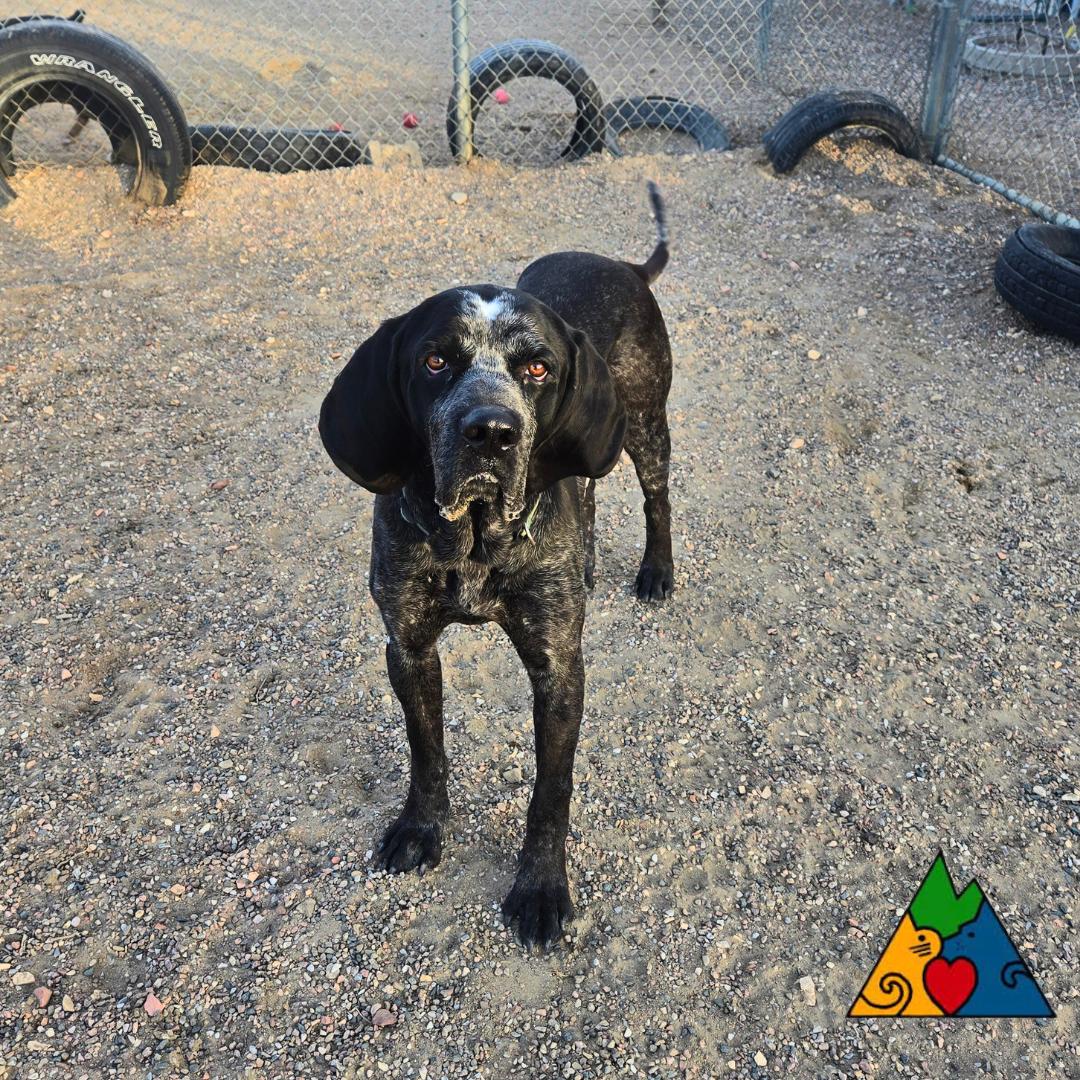 Big Lebowski, a ADOPTABLE Bluetick Coonhound in Douglas, WY image 1/3