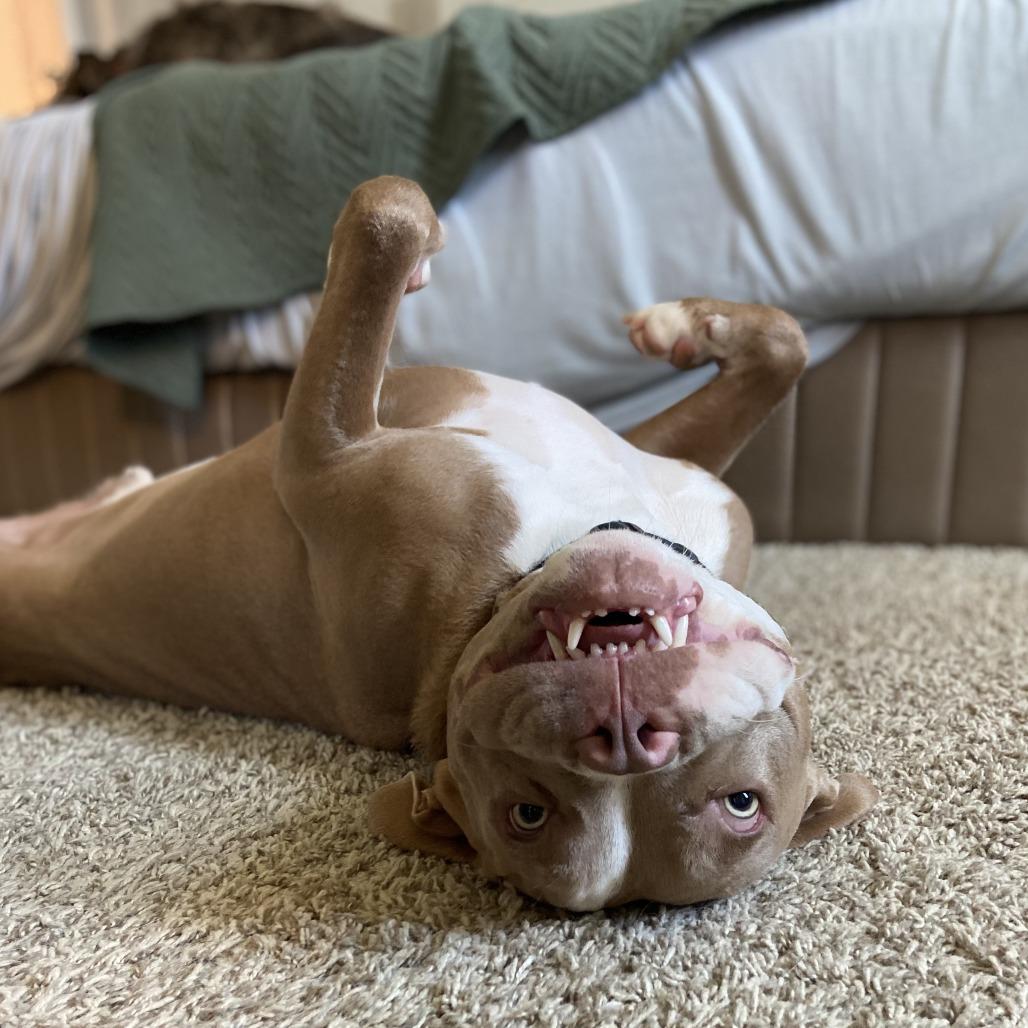 Pugsley — thumbnail 3