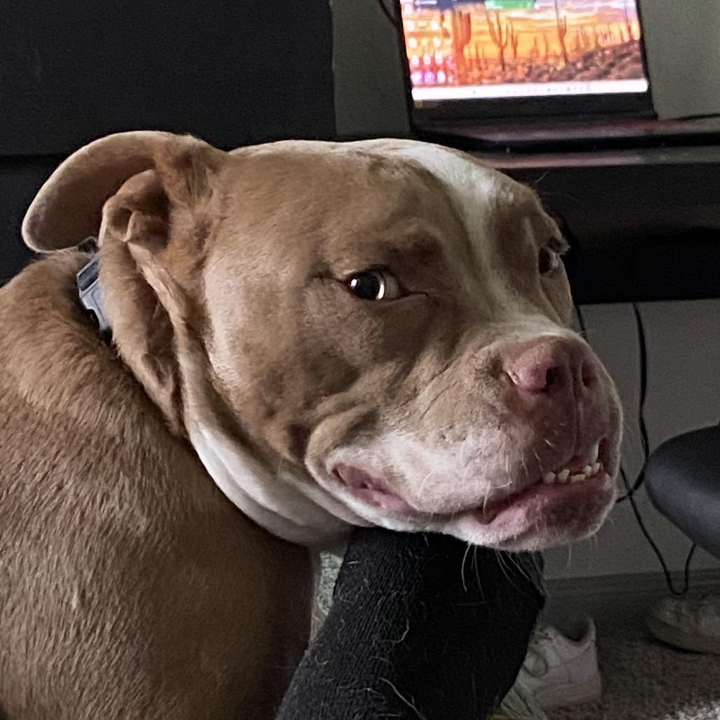 Pugsley — thumbnail 4