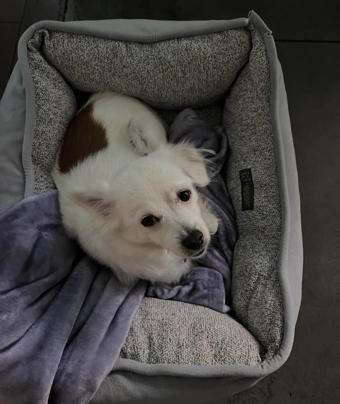 Enlarge Kris, an adopted mixed breed in Pasadena, CA image 5/5